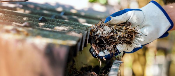 Pine Needle Gutter Cleaning in Brick